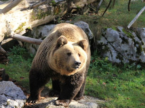 Picture of a brown bear