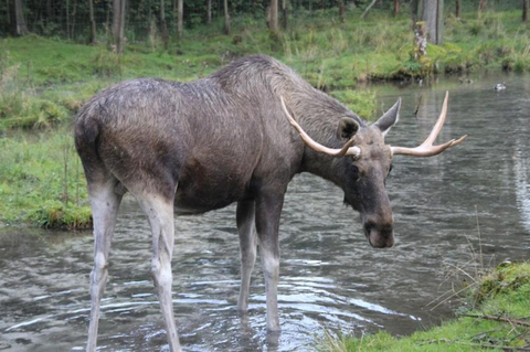 Picture of an elk