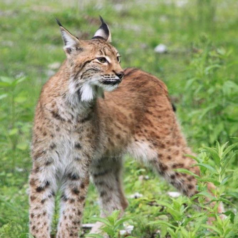 Bild eines Luchs