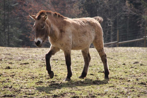 Picture of a Przewalski's horse