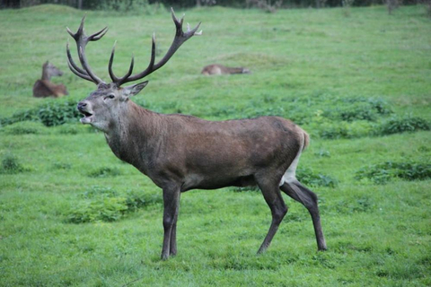 Picture of a red deer