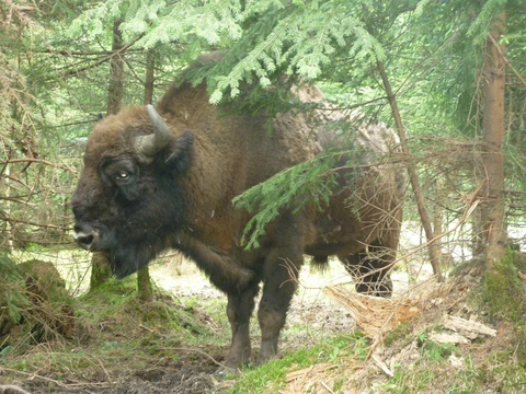 Picture of a european bison