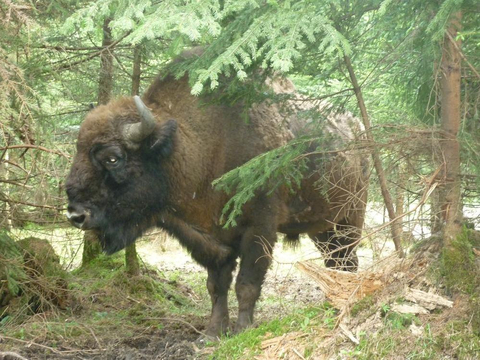 Bild eines Wisent