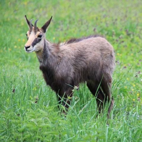 Picture of a chamois