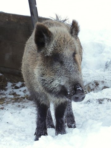 Bild eines Wildschweins