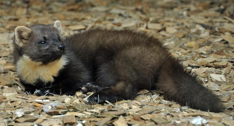 Photo of a pine marten