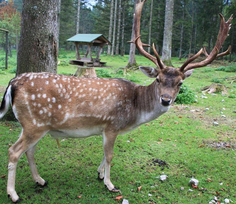 Damhirsch in der Anlage