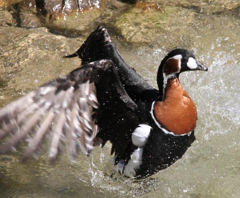 Rothalsgans im Wasser