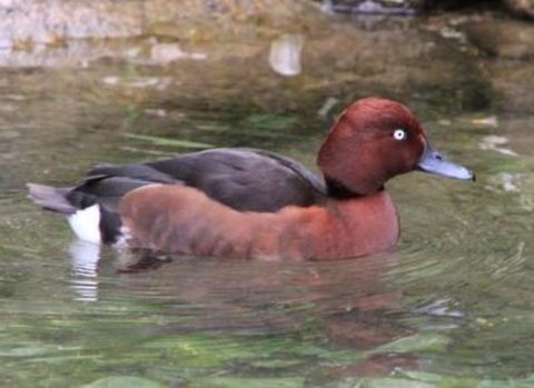 Moorente schwimmend im Wasser