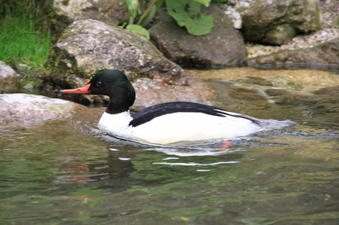 Gänsesäger schwimmt im Wasser