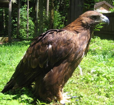 Steinadler in der Wiese